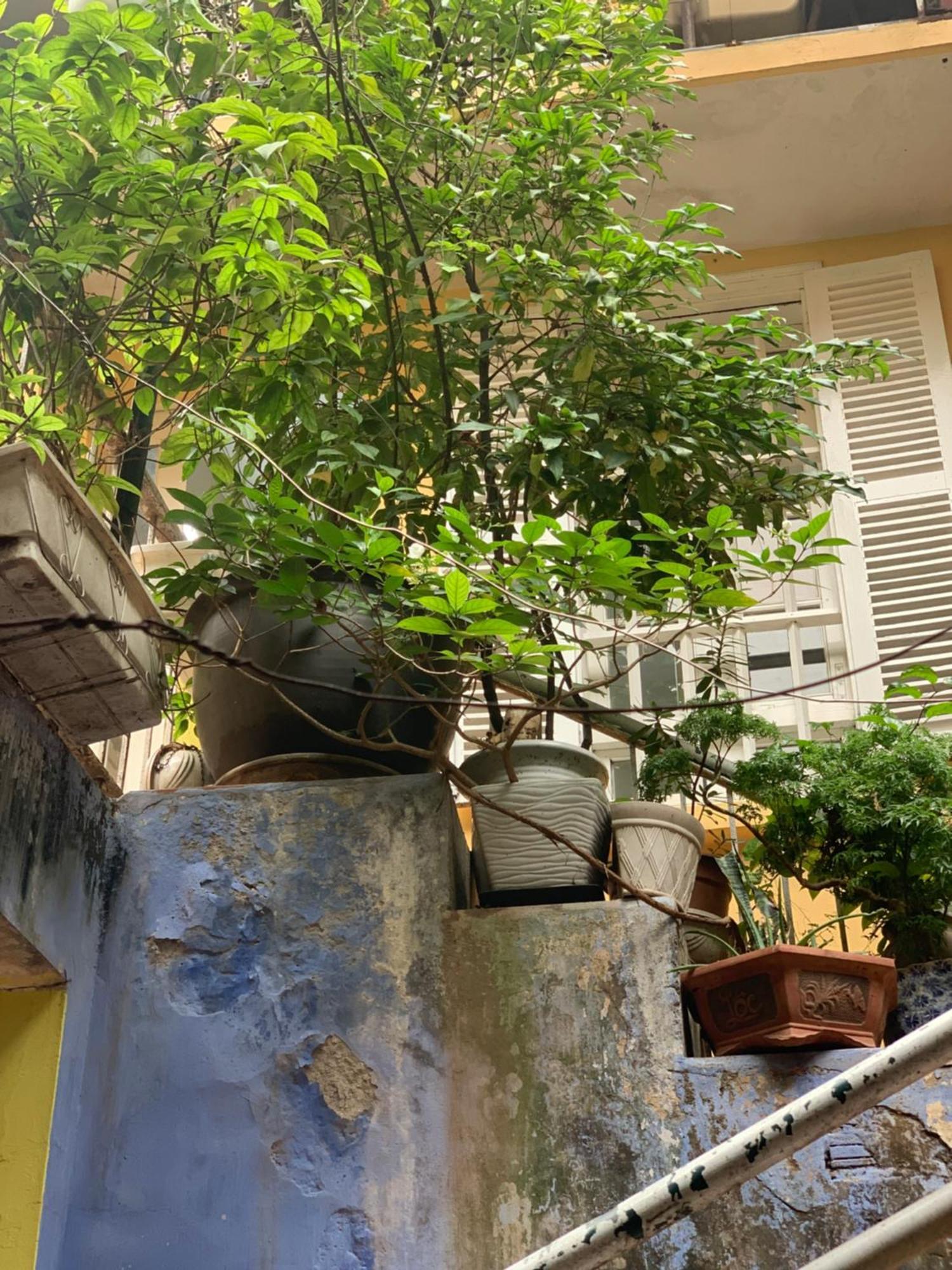 Charmcham House Lejlighed Hanoi Eksteriør billede